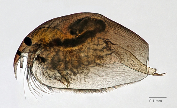Photo of Picripleuroxus striatus by Ian Gardiner